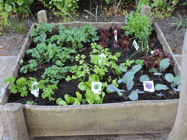 Vegetable Garden